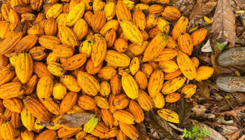 Vivência Cacau e Chocolate Vivência Cacau e Chocolate